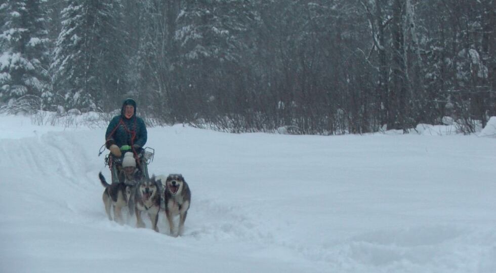 A team of sled dogs races back to home base after a training run with their musher, Talia...