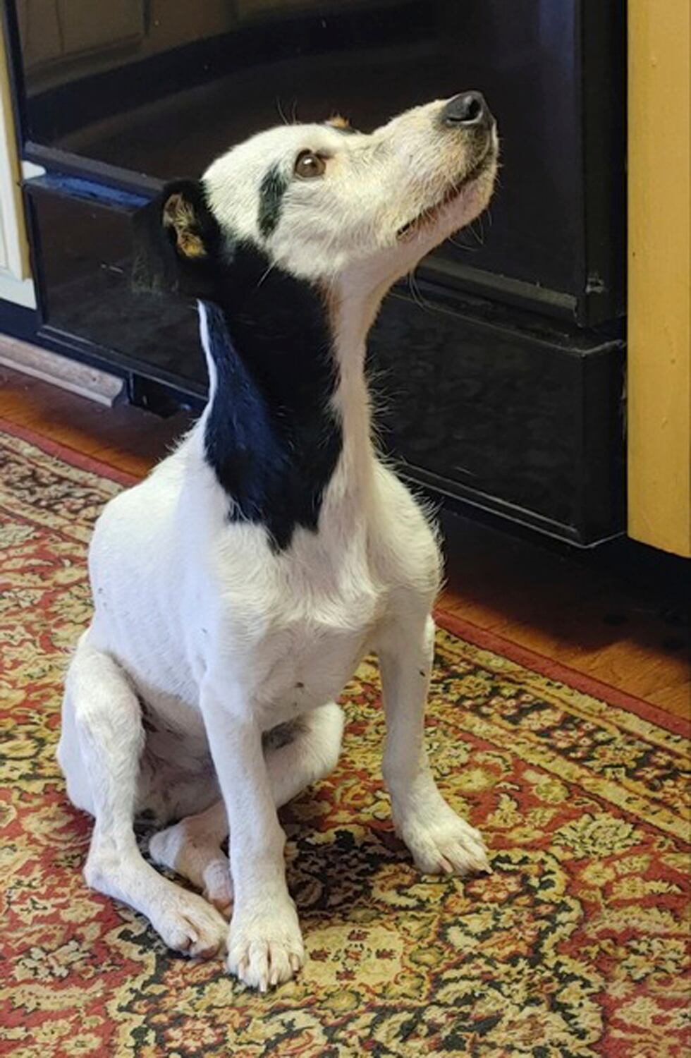 This image provided by Dana Holby shows her Jack Russell terrier Finney on Tuesday, Oct. 31,...
