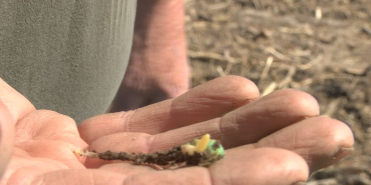 Spring rains impacting SE Minnesota planting season Spring rains impacting SE Minnesota planting season