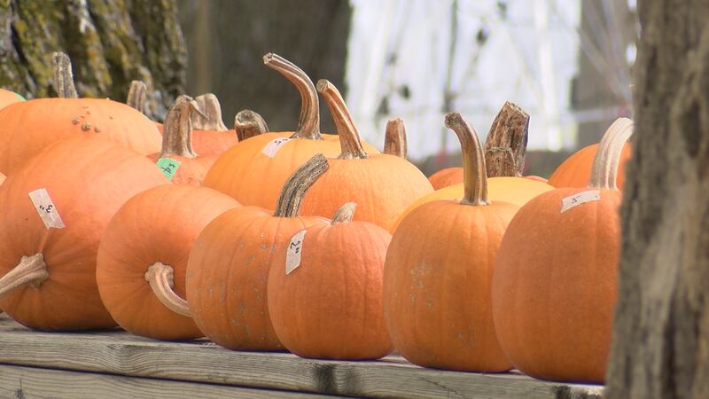 Pumpkins on a bench